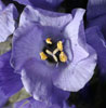 polemonium